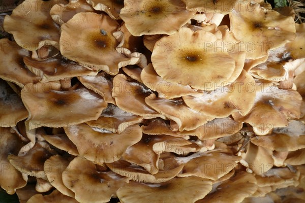 Ringless honey fungus