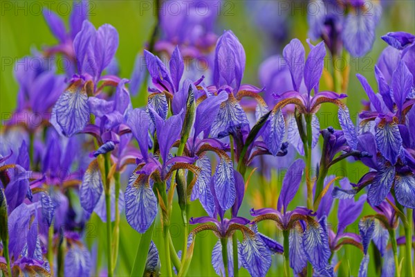 Siberian iris