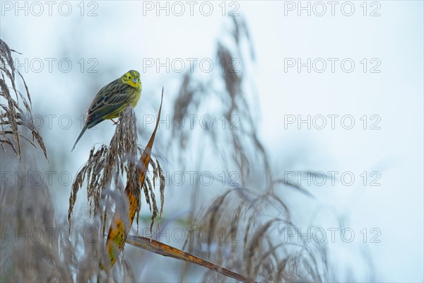 Yellowhammer