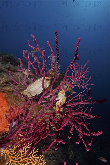 Egg capsule of nursehound