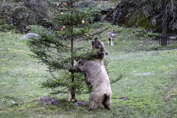 Syrian brown bear