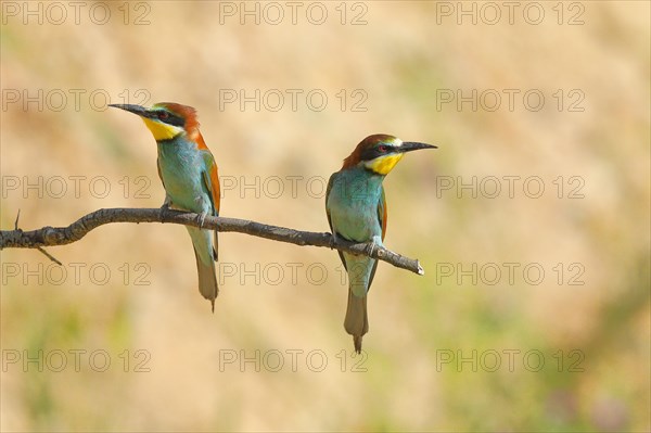 Pair of bee-eaters