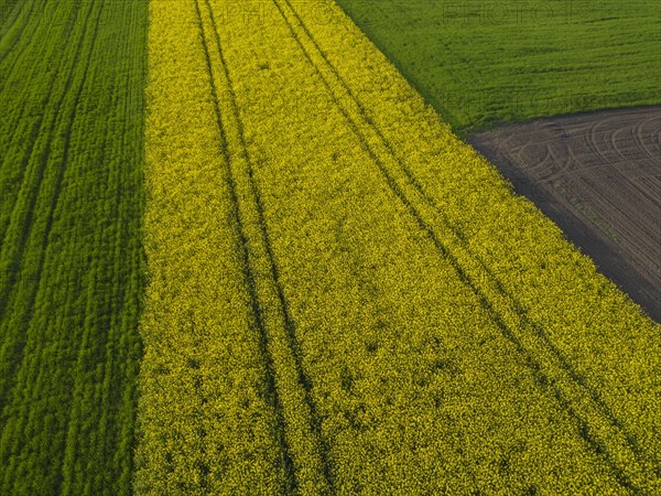 Drone image of rape field