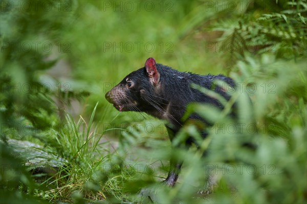 Tasmanian devil