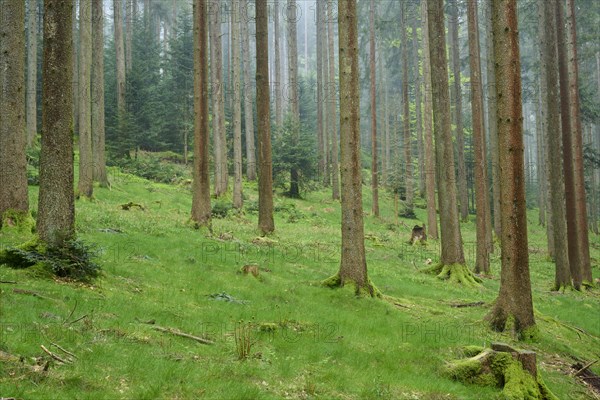 Foggy fir forest with moss-covered ground and natural light