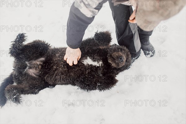 Bouvier de Flandres Shepherd plays and has fun in the snow with a man in a shelter for stray dogs