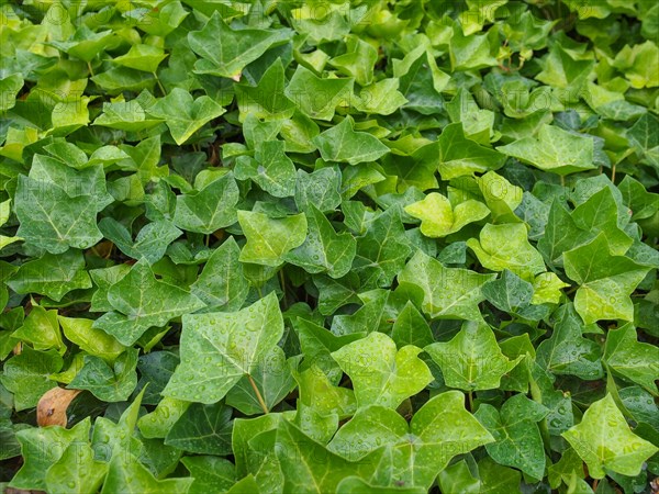 Green ivy background