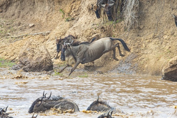 Wildebeest