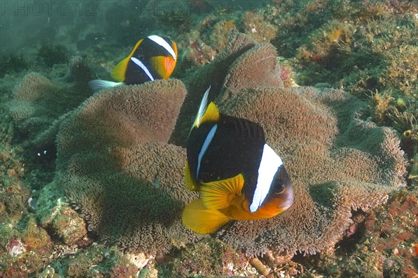 Pair of allard's clownfish