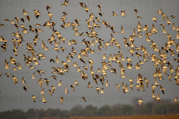 Large flock of Wilson's waterbirds