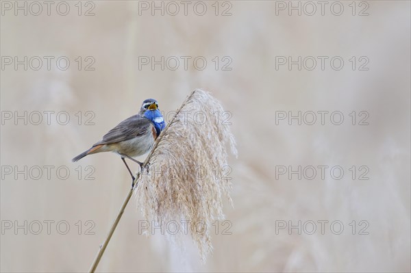 Bluethroat