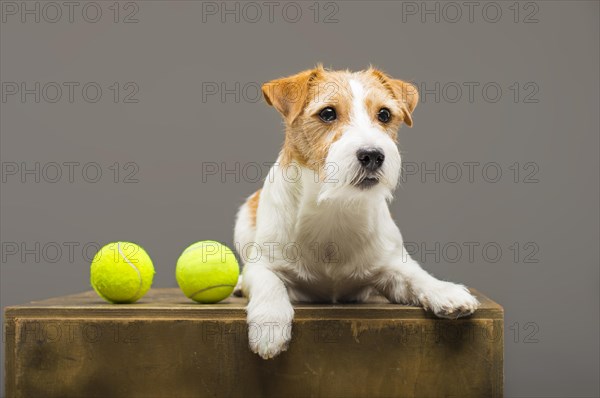 Purebred Jack Russell playing with a tennis ball.