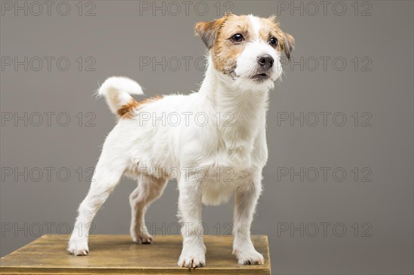 Purebred Jack Russell is standing on the pedestal and looking at the camera.