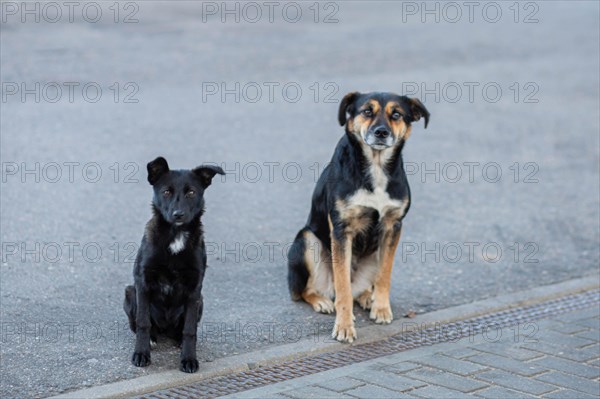 Two cute homeless mongrels sit on the asphalt and look into the soul with thick eyes