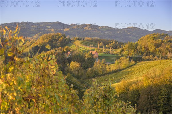 Vineyards in the morning light