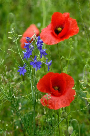 Poppy flowers