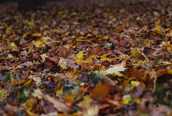 Lots of colourful autumn leaves lie on the forest floor