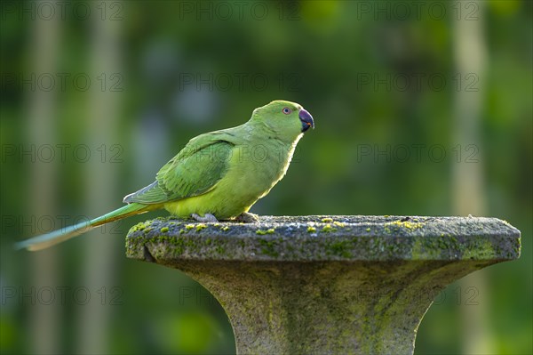 Rose-ringed parakeet