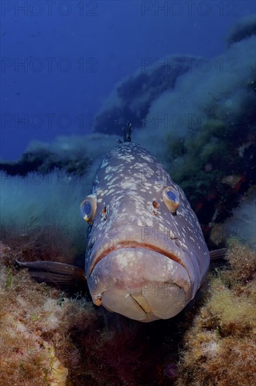 Portrait of dusky grouper