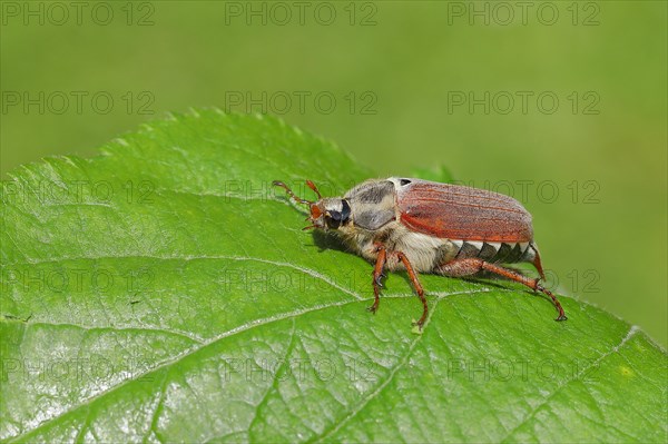 Cockchafer