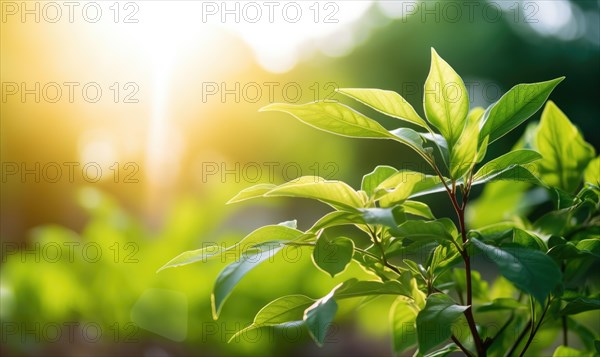 Sunlit green leaves with a bright and airy feel