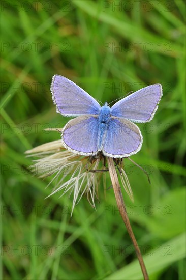 Common blue butterfly