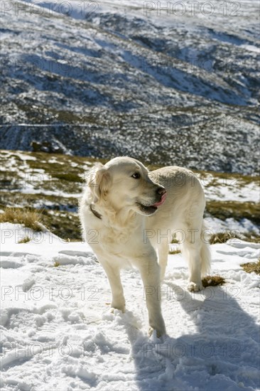 Golden retriever dog on the top of a snowy mountain looks into the distance