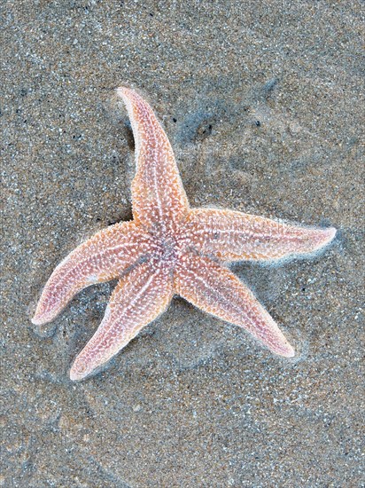 Starfish