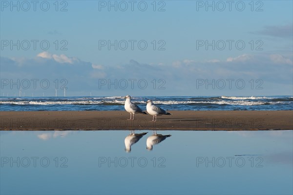 Seagulls