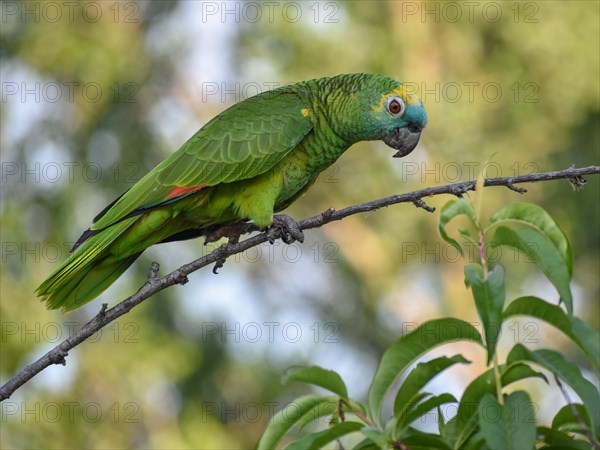 Free-living blue-fronted amazon