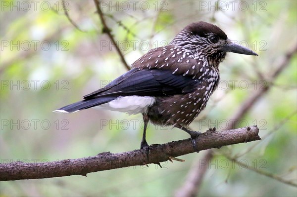 Spotted nutcracker