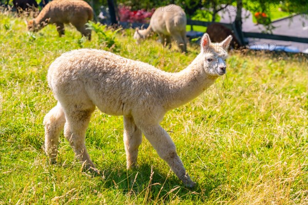 Alpaca