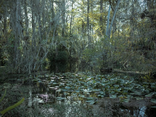 Mangrove forest