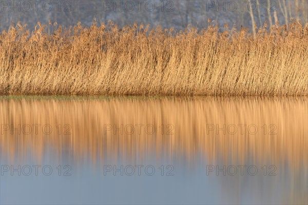Reeds in a flooded meadow in autumn. Bas-Rhin