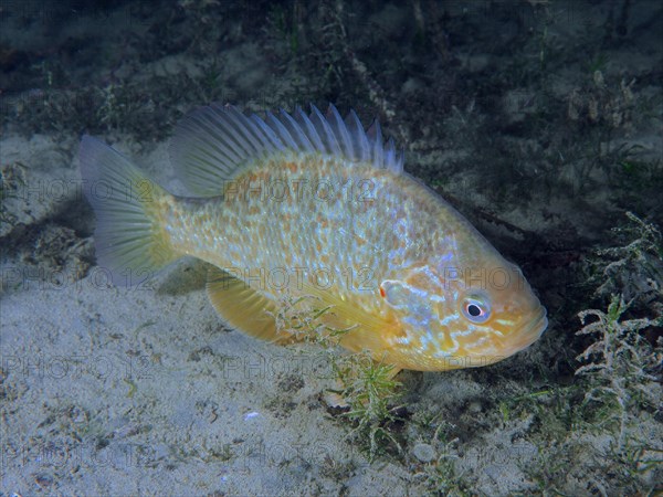 Pumpkinseed sunfish