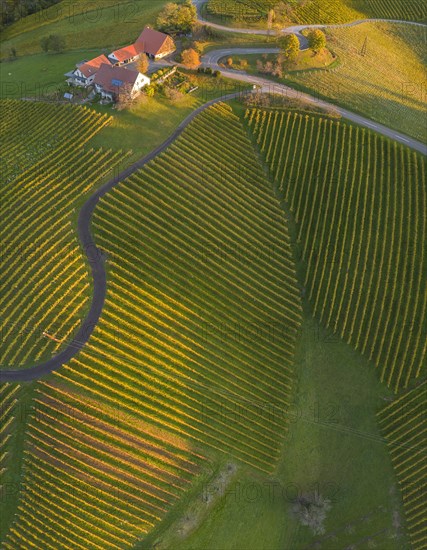Aerial view of vineyards in the morning light