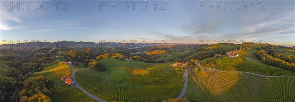 Aerial view of vineyards in the morning light