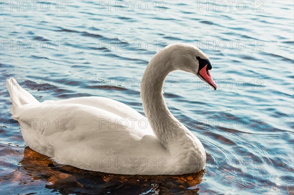 Beautiful swan swims across the lake in the morning sun. Symbol of family