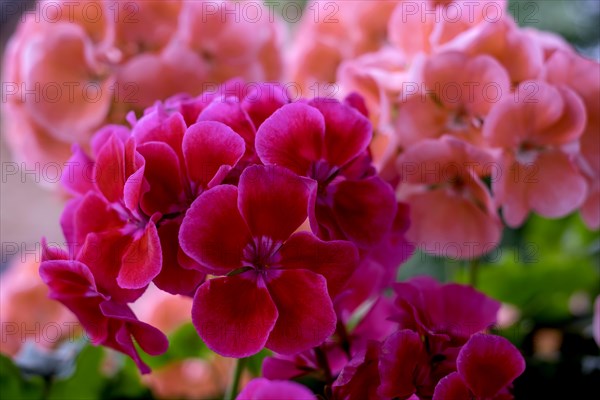 Geranium blossoms