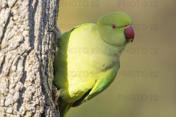 Rose-ringed parakeet