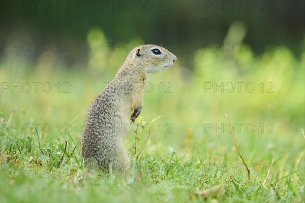 European ground squirrel