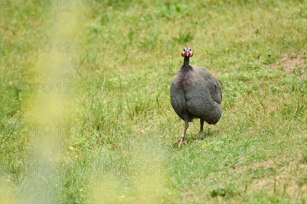 Helmeted guineafowl