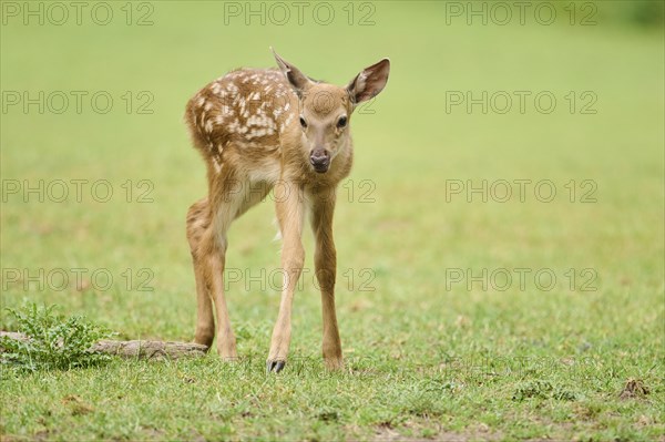 Sika deer