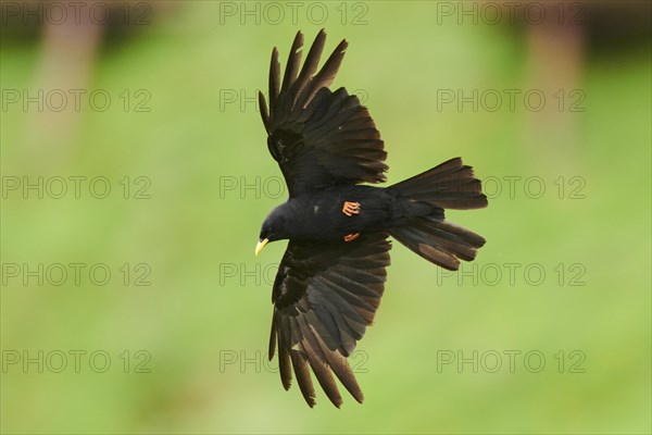 Yellow-billed chough