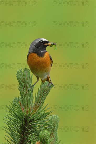 Common redstart