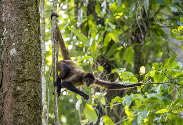 Geoffroy's spider monkey