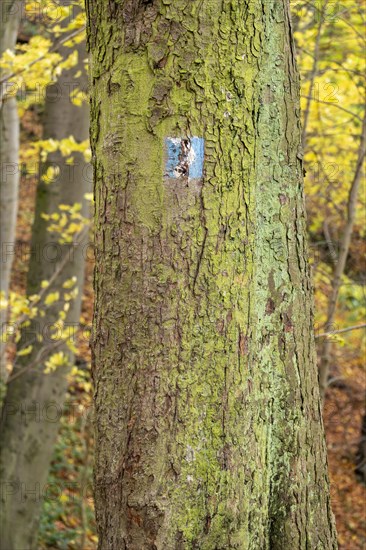 Tree on the donkey path to Drachenfels