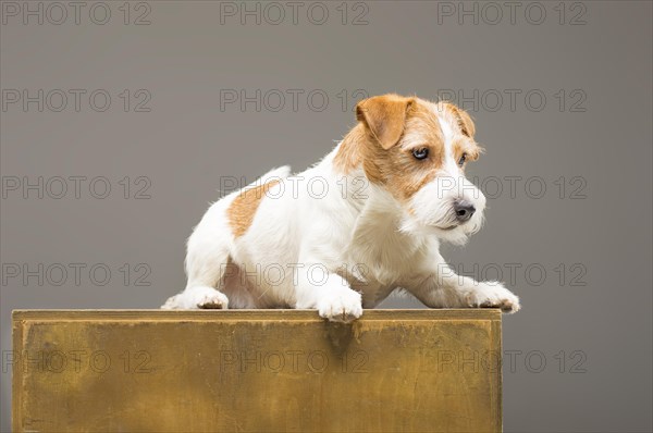 Purebred Jack Russell posing in the studio and looking at the camera.