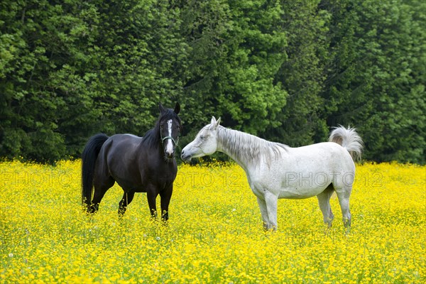 White and black horse on a flower meadow