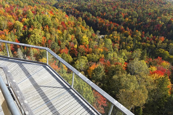 Tree top walkway in autumn